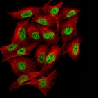 Immunofluorescence staining in A-549 cell line with Anti-BCL6 monoclonal antibody, showing specific staining of nucleoplasm in green. Microtubule- and nuclear probes are visualized in red and blue respectively (where available).