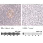 Anti-BCL6 Antibody