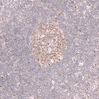 Immunohistochemical staining of human lymph node shows moderate to strong nuclear positivity in germinal center cells.