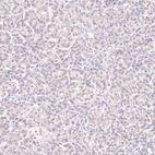 Immunohistochemical staining of human pancreas shows no positivity in exocrine glandular cells as expected.