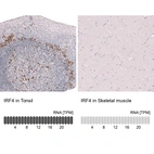 Anti-IRF4 Antibody