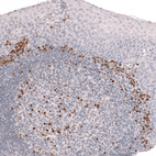 Immunohistochemical staining of human tonsil shows strong nuclear positivity in lymphoid cells.