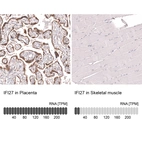 Anti-IFI27 Antibody