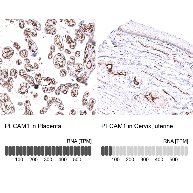 Anti-PECAM1 Antibody