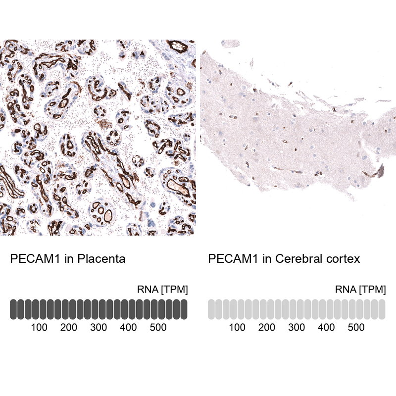 Anti-PECAM1 Antibody