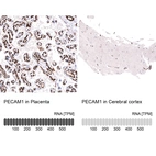 Anti-PECAM1 Antibody