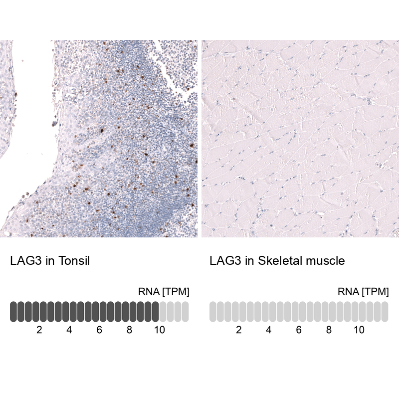 Anti-LAG3 Antibody