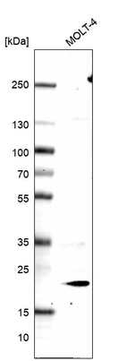Anti-ICOS Antibody