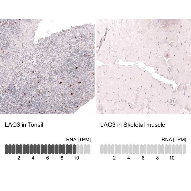 Anti-LAG3 Antibody