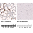 Anti-MPO Antibody