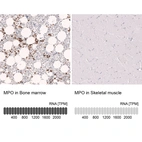 Anti-MPO Antibody