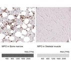 Anti-MPO Antibody