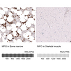 Anti-MPO Antibody