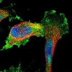Immunofluorescent staining of human cell line U-251 MG shows localization to nucleoplasm, plasma membrane & cytosol.