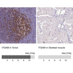 Anti-ITGAM Antibody
