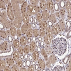 Immunohistochemical staining of human kidney shows moderate nuclear and cytoplasmic positivity in cells in tubules.
