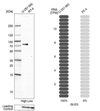Western blot analysis in human cell lines U-251MG and RT-4 using Anti-GLIS3 antibody. Corresponding GLIS3 RNA-seq data are presented for the same cell lines. Loading control: Anti-PPIB.