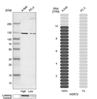 Western blot analysis in human cell lines A-549 and PC-3 using Anti-WDR72 antibody. Corresponding WDR72 RNA-seq data are presented for the same cell lines. Loading control: Anti-COX4I1.