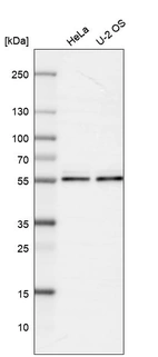Western blot analysis in human cell line HeLa and human cell line U-2 OS.