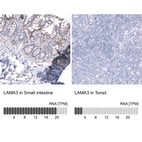 Immunohistochemistry analysis in human small intestine and tonsil tissues using HPA009309 antibody. Corresponding LAMA3 RNA-seq data are presented for the same tissues.