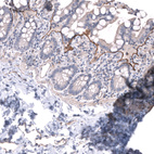 Immunohistochemical staining of human small intestine shows moderate positivity in basement membrane of glandular cells.