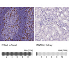 Anti-ITGAX Antibody