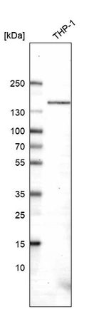 Western blot analysis in human cell line THP-1.