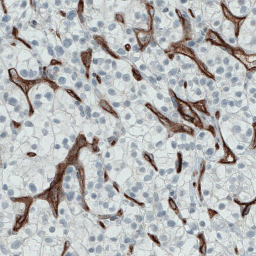 Anti-ENG Antibody