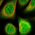 Immunofluorescent staining of human cell line U-2 OS shows localization to nucleoplasm & cytosol.