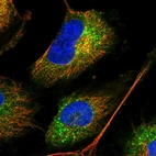 Immunofluorescent staining of human cell line U-251 MG shows localization to microtubules & vesicles.