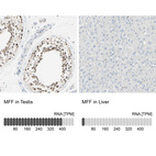 Immunohistochemistry analysis in human testis and liver tissues using HPA010968 antibody. Corresponding MFF RNA-seq data are presented for the same tissues.