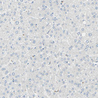 Anti-MFF Antibody