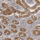 Immunohistochemical staining of human duodenum shows strong cytoplasmic positivity in glandular cells.