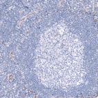 Immunohistochemical staining of human lymph node shows no positivity in lymphoid cells as expected.