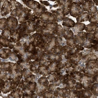 Immunohistochemical staining of human pancreas shows strong cytoplasmic-membranous positivity in exocrine glandular cells.