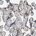 Immunohistochemical staining of human placenta shows moderate cytoplasmic-membranous positivity in trophoblastic cells.