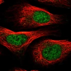 Immunofluorescent staining of human cell line U-2 OS shows localization to nucleoplasm.