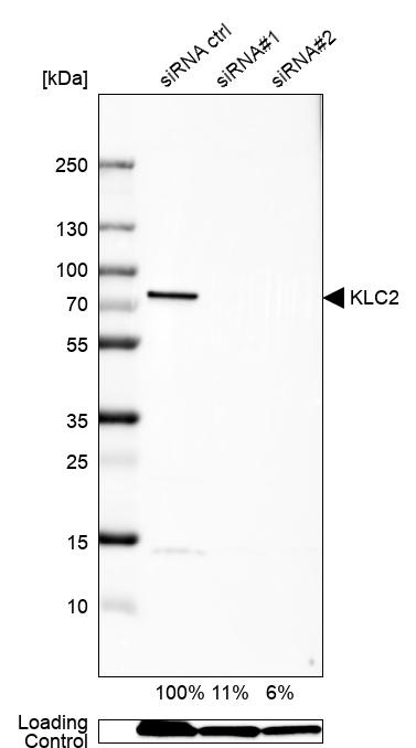 Anti-KLC2 Antibody