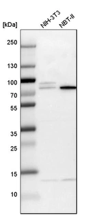 Western blot analysis in mouse cell line NIH-3T3 and rat cell line NBT-II.