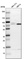 Anti-KLC2 Antibody