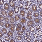 Immunohistochemical staining of human small intestine shows strong cytoplasmic granular positivity in glandular cells.