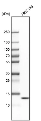 Western blot analysis in human cell line HEK 293.