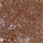 Immunohistochemical staining of human pancreas shows strong cytoplasmic positivity in exocrine glandular cells.