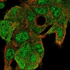 Immunofluorescent staining of human cell line Hep G2 shows localization to nucleoplasm & cytosol.