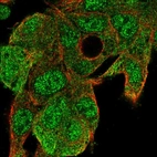 Immunofluorescent staining of human cell line Hep G2 shows localization to nucleoplasm & cytosol.