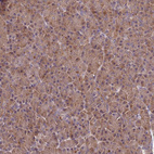 Immunohistochemical staining of human pancreas shows strong cytoplasmic positivity in exocrine glandular cells.