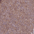 Immunohistochemical staining of human pancreas shows strong cytoplasmic positivity in exocrine glandular cells.