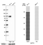 Western blot analysis in human cell line PC-3 and human cell line MCF-7.