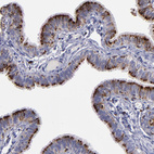 Immunohistochemical staining of human fallopian tube shows strong cytoplasmic granular positivity in glandular cells.