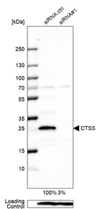 Western blot analysis in U-87MG ATCC cells transfected with control siRNA, target specific siRNA probe #1, using Anti-CTSS antibody. Remaining relative intensity is presented. Loading control: Anti-PPIB.